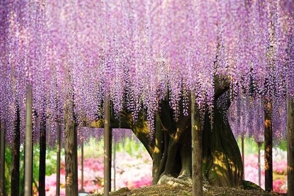 วิสทีเรีย wisteria