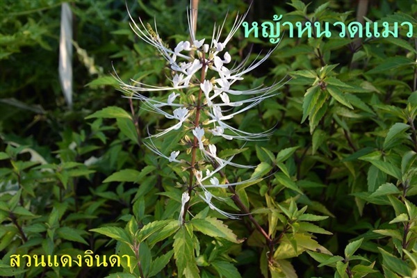 หญ้าหนวดแมว | สวนแดงจินดา -  เชียงใหม่