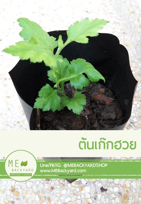 ต้นเก๊กฮวย | Mebackyard -  สมุทรสาคร