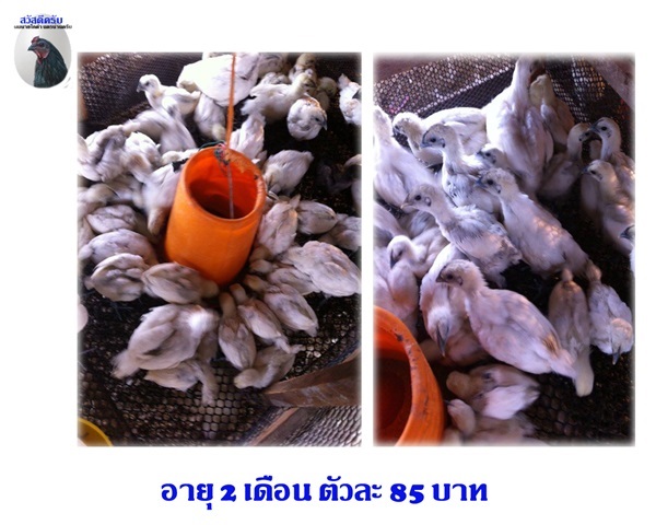 จำหน่ายไก่ดำอายุ 2 เดือน | ไก่ดำ นครน่าน - ท่าวังผา น่าน