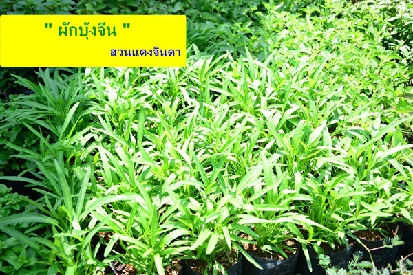 ผักบุ้งจีน | สวนแดงจินดา -  เชียงใหม่