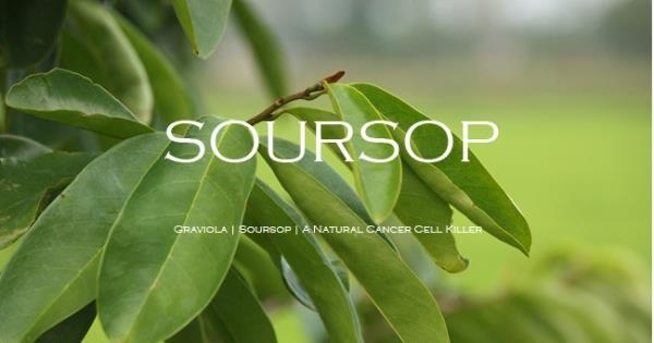 จำหน่ายใบทุเรียนเทศแห้ง และเมล็ดพันธุ์ | Soursop Organic Garden -  กรุงเทพมหานคร
