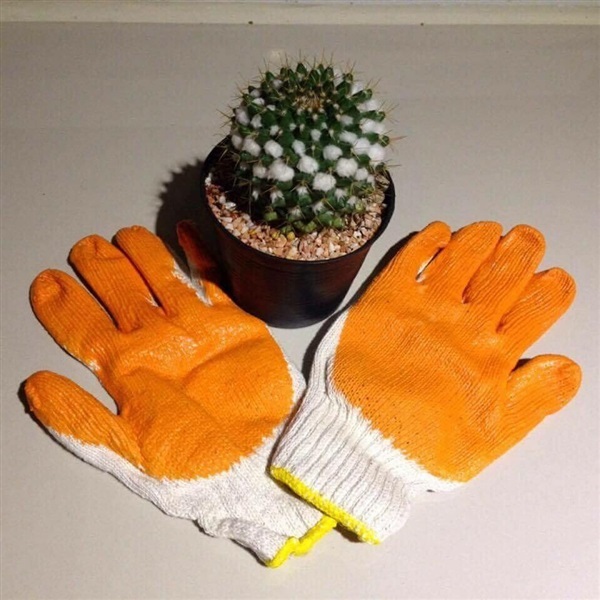ถุงมือ กันหนาม | Cactus_accessories.th(IG) -  ลำปาง