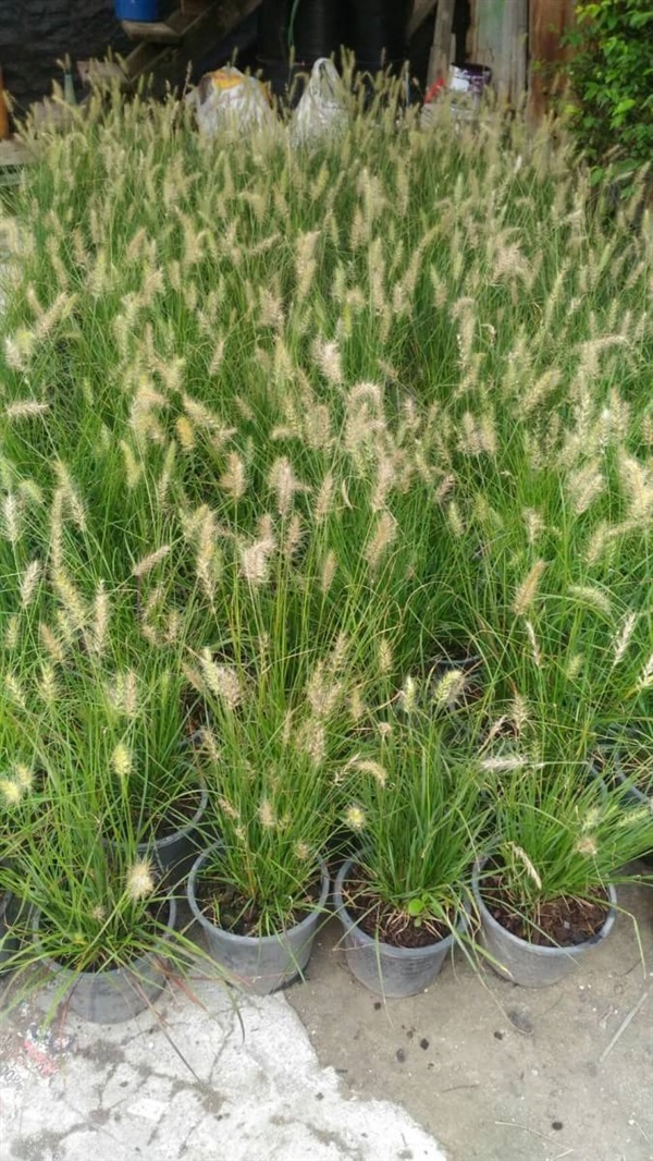 หญ้าน้ำพุแคระ | สวนทวีวัฒน์พันธุ์ไม้ - ปราณบุรี ประจวบคีรีขันธ์