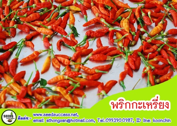 พริกกะเหรี่ยง (Bird chili) | seedsuccess (ซีดซักเซส) - เขื่องใน อุบลราชธานี