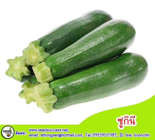 เมล็ดพันธุ์ผัก ซูกินี (Zucchini Squash) 