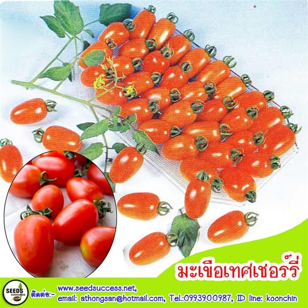 มะเขือเทศเชอร์รี่ (Cherry Tomato) พันธุ์ทับทิมแดง/200 เมล็ด | seedsuccess (ซีดซักเซส) - เขื่องใน อุบลราชธานี
