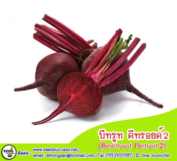 บีทรูท (Beetroot)