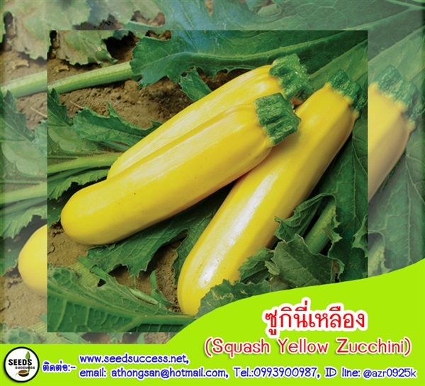 ซูกินี (Squash Yellow Zucchini)  | seedsuccess (ซีดซักเซส) - เขื่องใน อุบลราชธานี