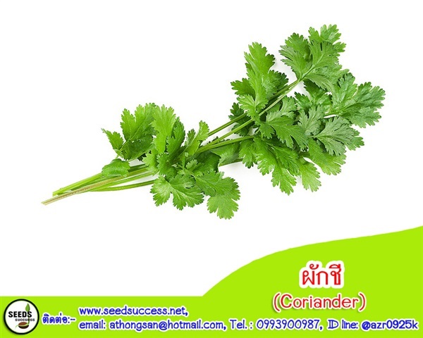 ผักชี (Coriander) | seedsuccess (ซีดซักเซส) - เขื่องใน อุบลราชธานี