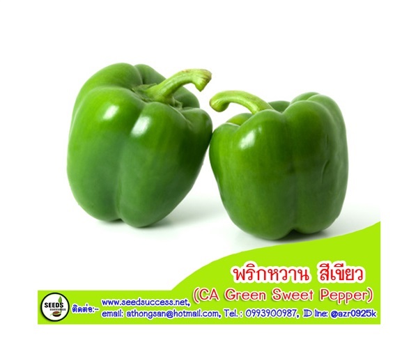 พริกหวาน สีเขียว  (Green Sweet Bell Pepper) / 20 เมล็ด