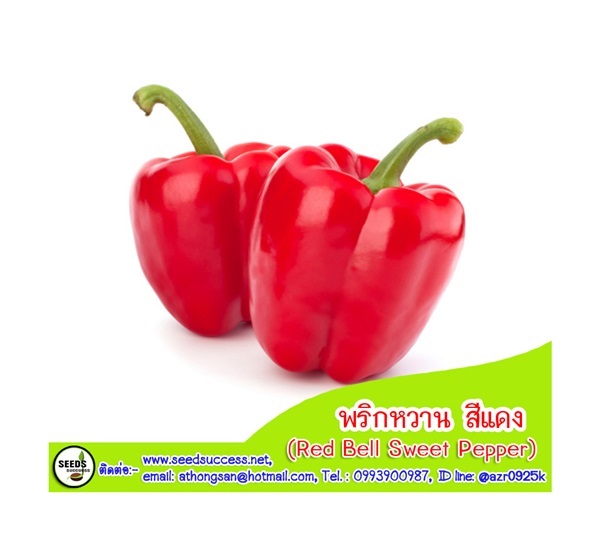 พริกหวาน สีแดง (Red Bell Sweet Pepper) / 20 เมล็ด | seedsuccess (ซีดซักเซส) - เขื่องใน อุบลราชธานี