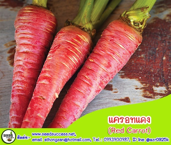 แครอทแดง  (Red Carrot) | seedsuccess (ซีดซักเซส) - เขื่องใน อุบลราชธานี