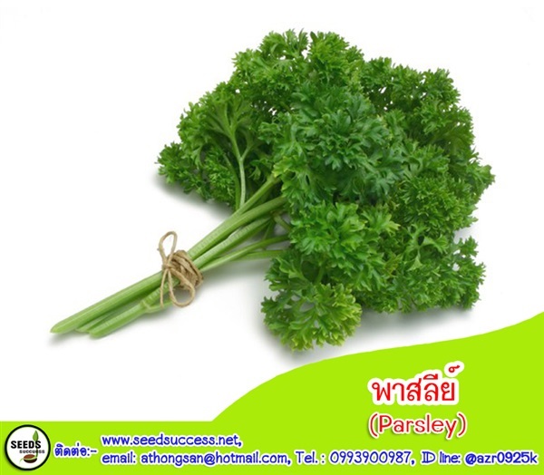 พาสลีย์ หรือ พาสเลย์  (Parsley)  | seedsuccess (ซีดซักเซส) - เขื่องใน อุบลราชธานี