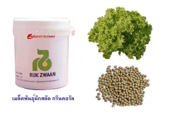 เมล็ดพันธุ์ ผักสลัด กรีนคอรัล ขนาดบรรจุ 1,000 เมล็ด