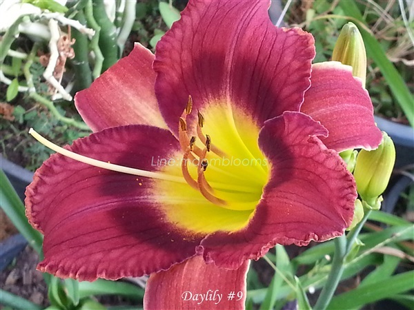 Daylily | MAomblooms - แม่เมาะ ลำปาง