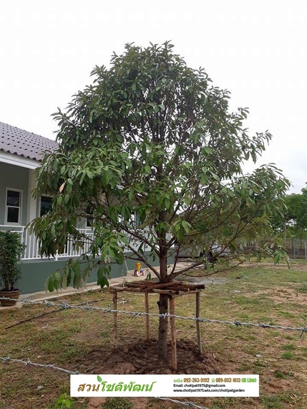 ต้นเศรษฐีเงินหนุน | สวนโชติพัฒน์ - เมืองปราจีนบุรี ปราจีนบุรี