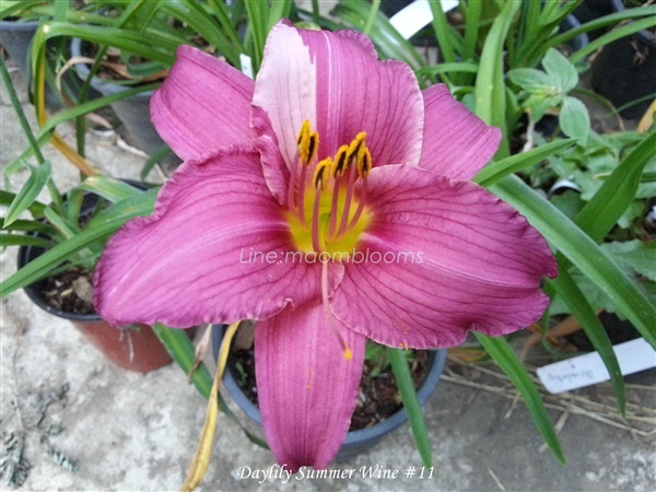 Daylily  | MAomblooms - แม่เมาะ ลำปาง