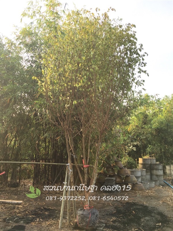 ต้นรวงผึ้ง |  สวนบ้านกนิษฐา คลอง 15 - องครักษ์ นครนายก