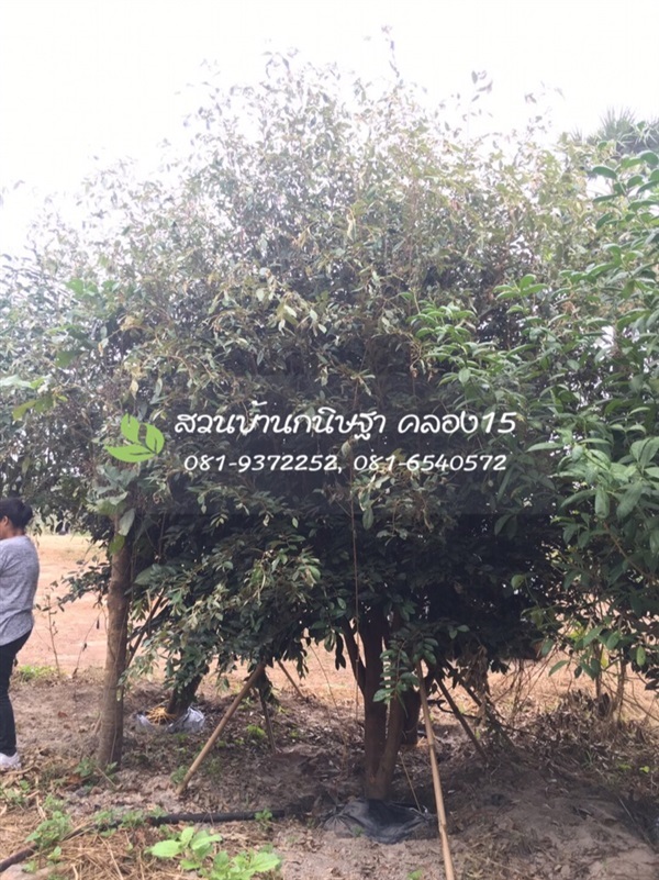 ต้นรวงผึ้ง |  สวนบ้านกนิษฐา คลอง 15 - องครักษ์ นครนายก