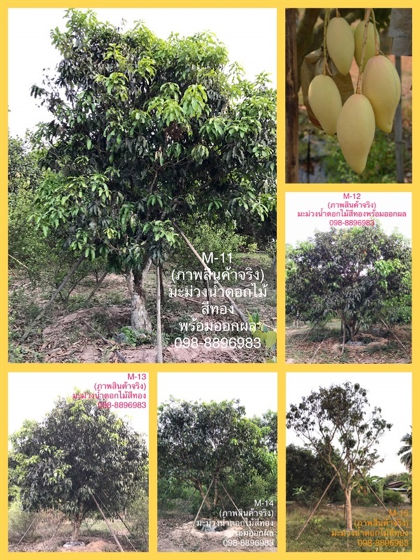 M-11 ต้นมะม่วงน้ำดอกไม้สีทอง (ภาพสินค้าจริง) | ฉลองรัตน์พันธุ์ไม้ - เมืองปราจีนบุรี ปราจีนบุรี