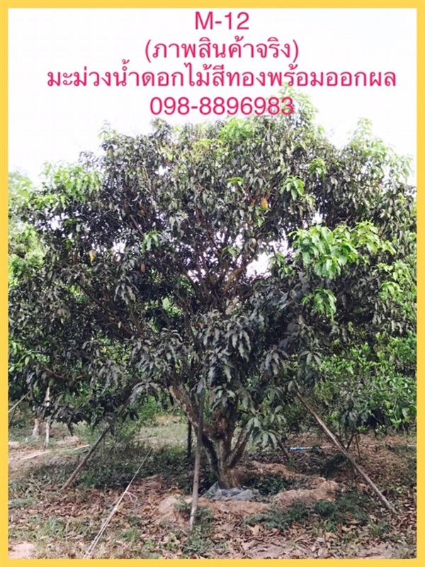 M-12 ต้นมะม่วงน้ำดอกไม้สีทองเมืองปราจีนบุรี (ภาพสินค้าจริง) | ฉลองรัตน์พันธุ์ไม้ - เมืองปราจีนบุรี ปราจีนบุรี