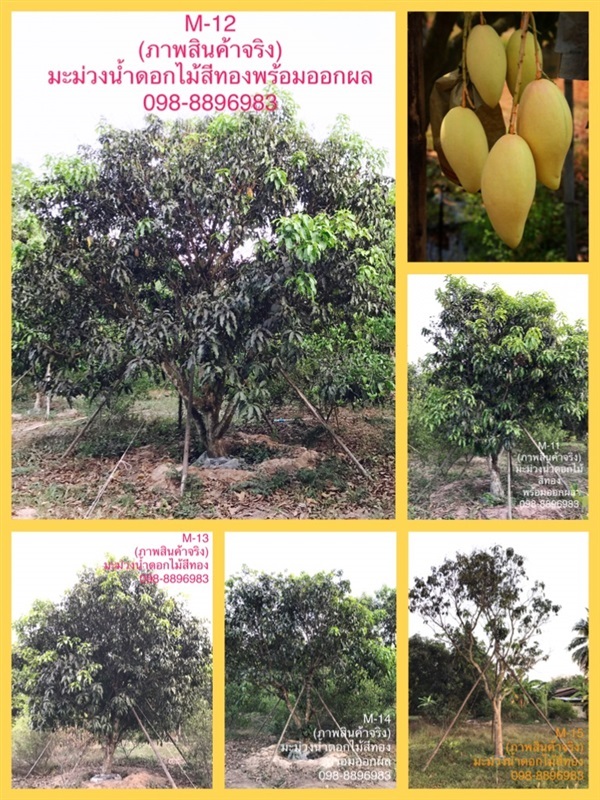 M-13 ต้นมะม่วงน้ำดอกไม้สีทองเมืองปราจีนบุรี (ภาพสินค้าจริง) | ฉลองรัตน์พันธุ์ไม้ - เมืองปราจีนบุรี ปราจีนบุรี