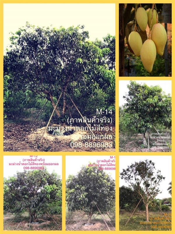 M-14 ต้นมะม่วงน้ำดอกไม้สีทองเมืองปราจีนบุรี (ภาพสินค้าจริง) | ฉลองรัตน์พันธุ์ไม้ - เมืองปราจีนบุรี ปราจีนบุรี