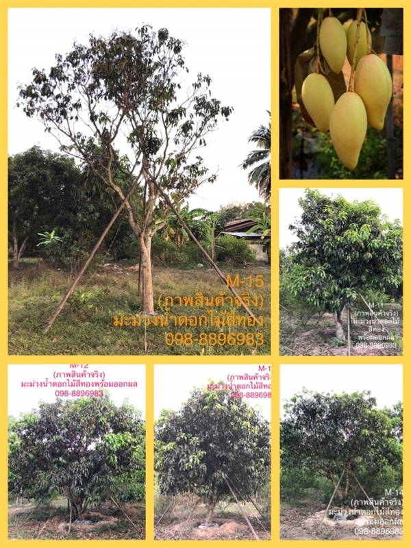 M-15 ต้นมะม่วงน้ำดอกไม้สีทองเมืองปราจีนบุรี (ภาพสินค้าจริง) | ฉลองรัตน์พันธุ์ไม้ - เมืองปราจีนบุรี ปราจีนบุรี