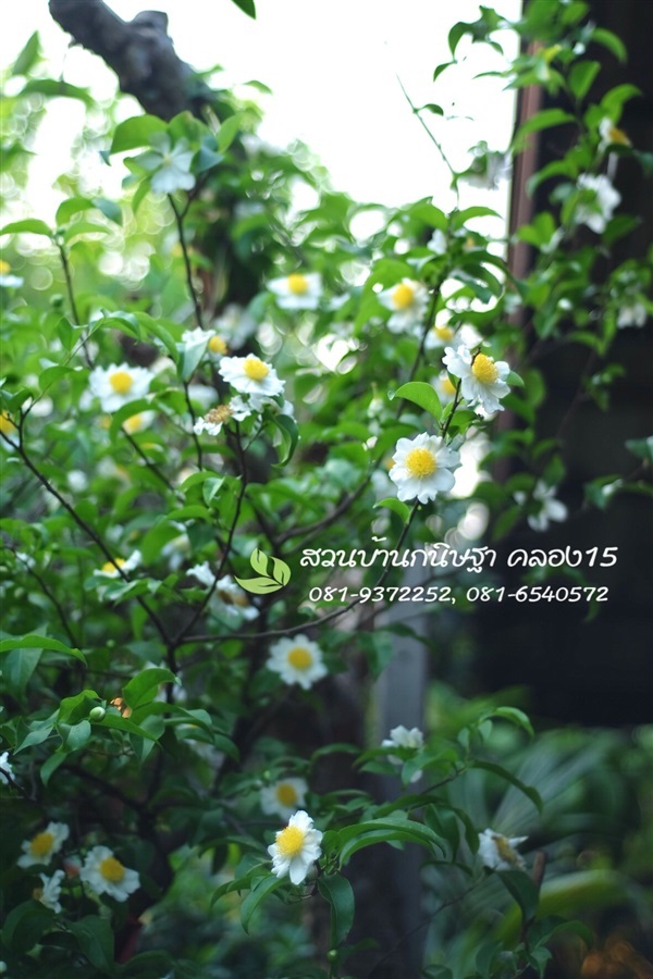 ไข่ดาว |  สวนบ้านกนิษฐา คลอง 15 - องครักษ์ นครนายก