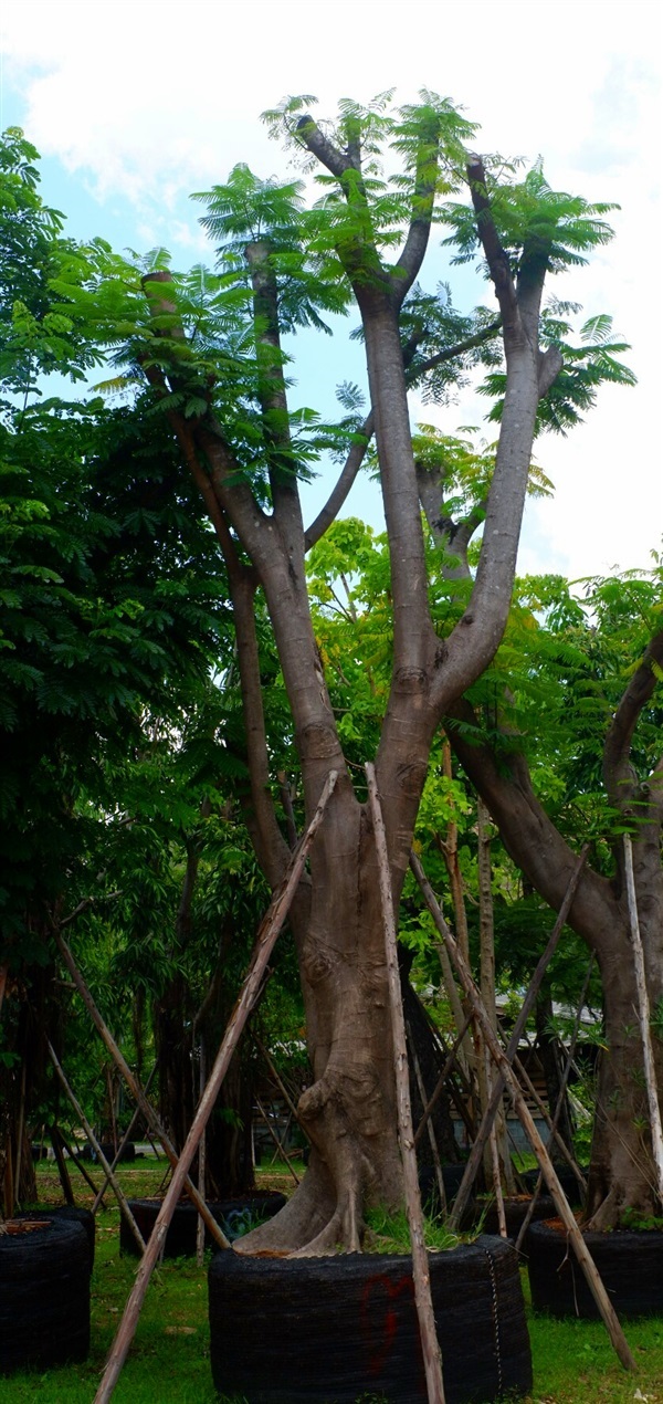 ต้นหางนกยูง ทั้งขนาดเล็กและใหญ่ | ส.สุขณรงค์พันธุ์ไม้ - แก่งคอย สระบุรี