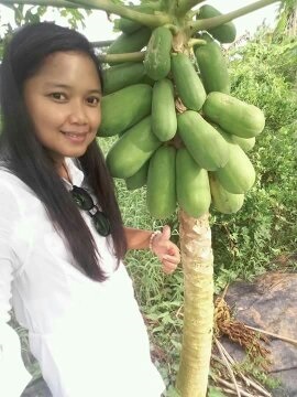 มะละกอฮอนแลน กิ่งตอน | สวนมะนาวเมืองตราด - เขาสมิง ตราด