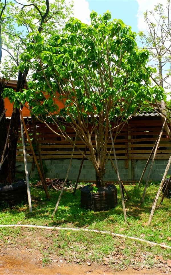 ตันเกาลัด ทั้งขนาดเล็กและใหญ่ | ส.สุขณรงค์พันธุ์ไม้ - แก่งคอย สระบุรี