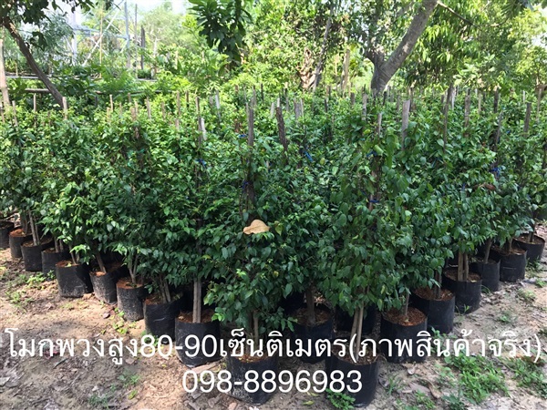 ต้นโมกพวง สูง80-90cm. คุณภาพดี (ภาพสินค้าจริง) | ฉลองรัตน์พันธุ์ไม้ - เมืองปราจีนบุรี ปราจีนบุรี