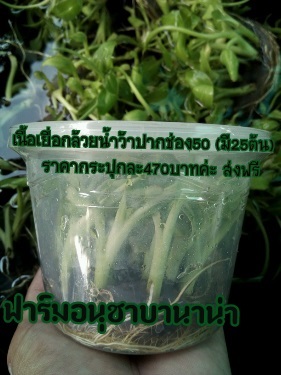 กล้วยเพาะเลื้ยง เนื้อเยื่อปากช่อง  50  | ฟาร์มอนุชาบานาน่า - วังน้อย พระนครศรีอยุธยา