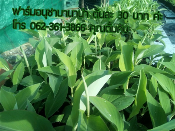 กล้วยเพาะเลื้ยง เนื้อเยื่อปากช่อง  50  | ฟาร์มอนุชาบานาน่า - วังน้อย พระนครศรีอยุธยา