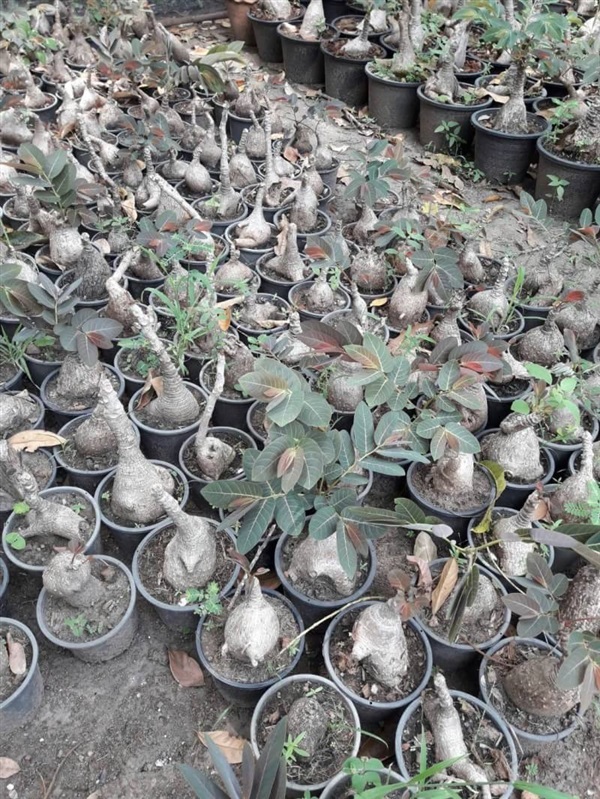 มะยมเงินมะยมทอง Phyllanthus mirabilis  | สวนศรีชาวนา - เมืองปราจีนบุรี ปราจีนบุรี