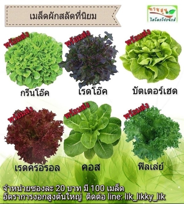 เมล็ดผักสลัด | ทานสุขไฮโดรโปรนิกส์ -  ฉะเชิงเทรา