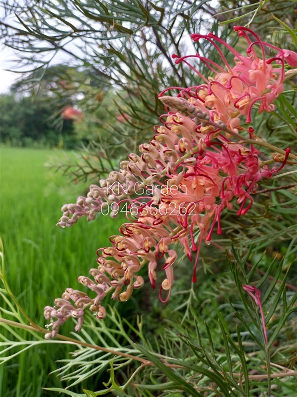 สนเกรวิเลียแคระ สีโอรส | สวนกลางนา สุพรรณบุรี - เดิมบางนางบวช สุพรรณบุรี