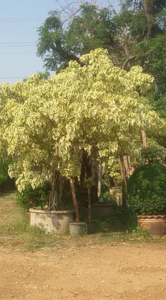 ต้นโพธิ์ทอง | Lerichmee - เดิมบางนางบวช สุพรรณบุรี
