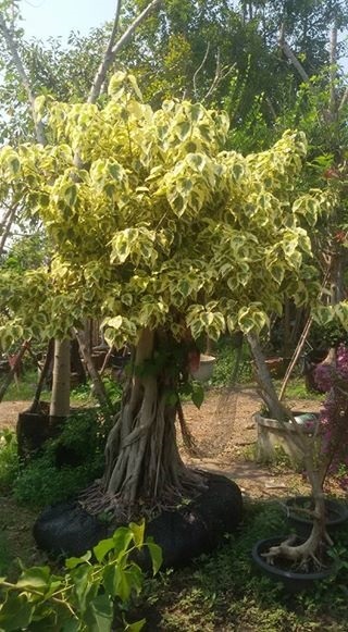 ต้นโพธิ์ทอง | Lerichmee - เดิมบางนางบวช สุพรรณบุรี