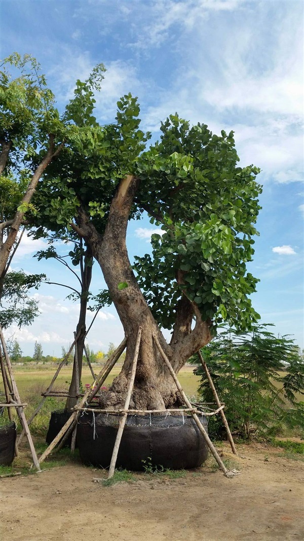 ต้นทองกาว | สวนไม้เรณู -  ชัยนาท