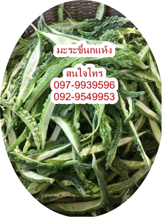 มะระขี้นกแห้ง Balsam Apple Balsam  Pear, Bitter  Cucumber | เฟิร์สบีนส์ -  กรุงเทพมหานคร