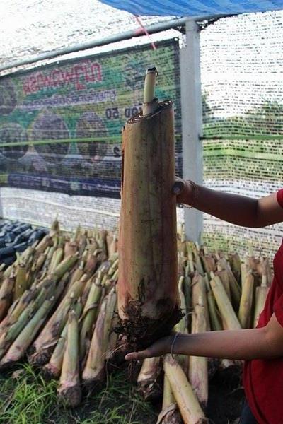หน่อกล้วยน้ำว้ายักษ์ | ณัฐพล ฟาร์ม - พระพุทธบาท สระบุรี