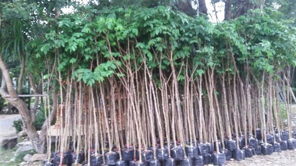 ต้นคูณ ขนาด 1 นิ้ว | สวนศรีสวัสดิ์พันธุ์ไม้ - ประจันตคาม ปราจีนบุรี