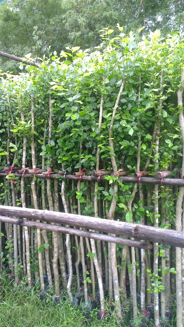 ข่อยทำรั้ว | สวนศรีสวัสดิ์พันธุ์ไม้ - ประจันตคาม ปราจีนบุรี