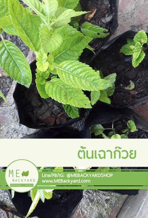 ต้นหญ้าเฉาก๊วย | Mebackyard -  สมุทรสาคร