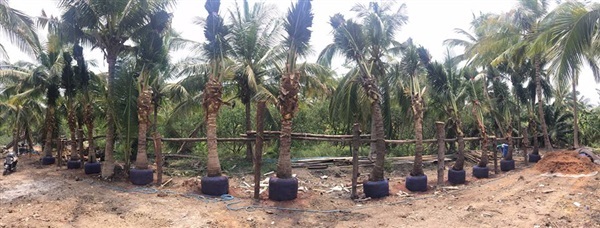 ต้นมะพร้าว ต้นเตี้ย พันธุ์น้ำหอมแท้ อัมพวา 100% พร้อมปลูก | The World of Coconut - อัมพวา สมุทรสงคราม