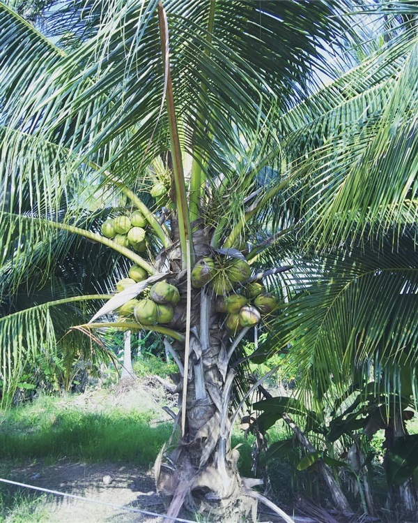ต้นมะพร้าว น้ำหอมแท้ 100% อัมพวา | The World of Coconut - อัมพวา สมุทรสงคราม