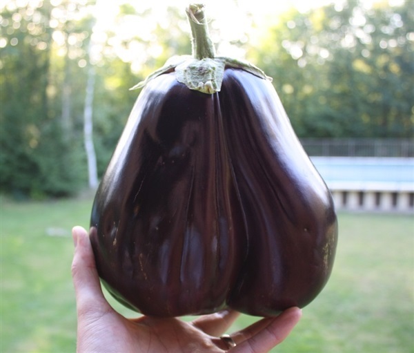 มะเขือม่วงยักษ์Giant Purple EggpIant  | เมล็ดพันธุ์ดี เกษตรวิถีไทย - เมืองระยอง ระยอง